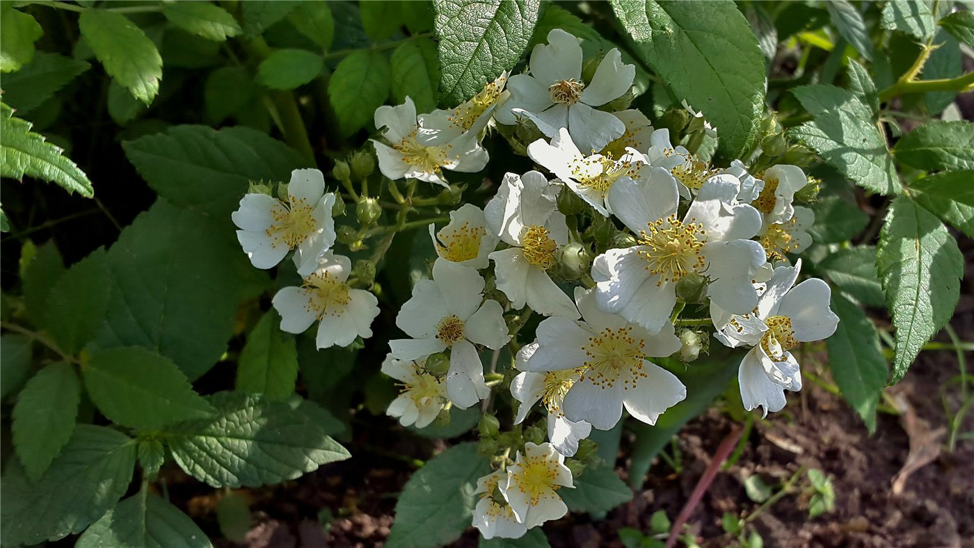 Image of Rosa multiflora specimen.