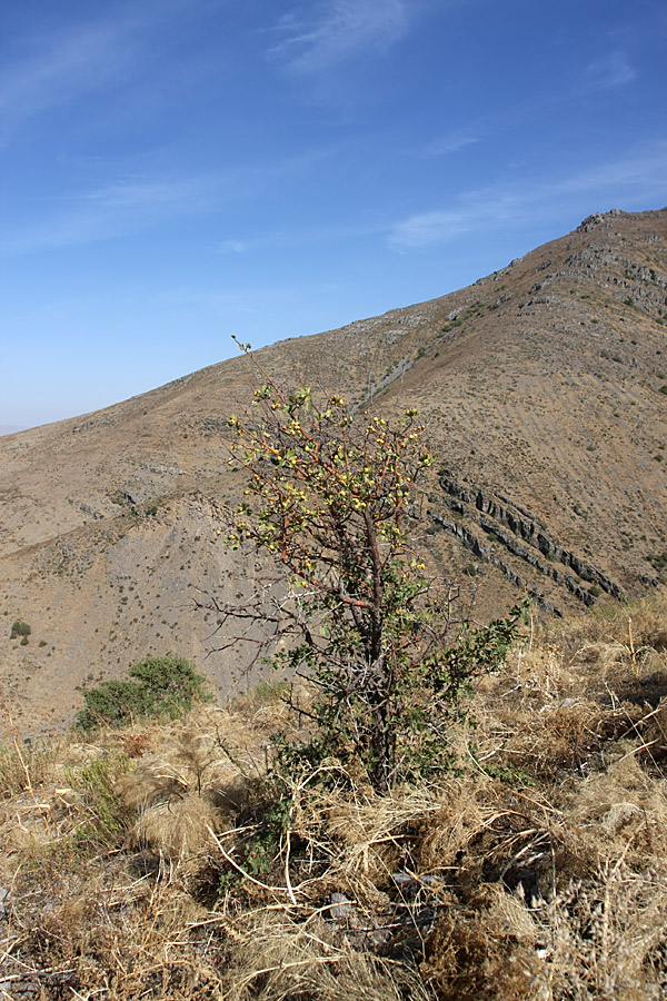 Image of Crataegus pontica specimen.