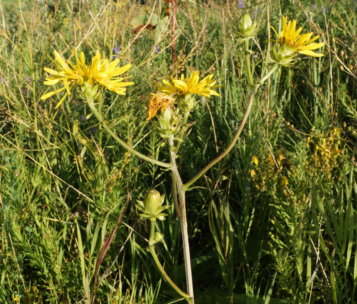 Image of Crepis sibirica specimen.