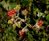 Rubus sanctus