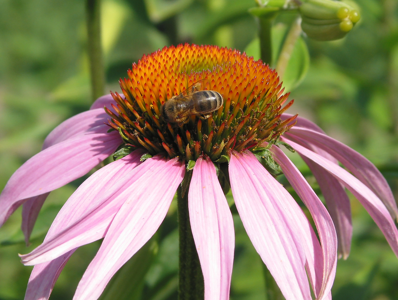 Image of Echinacea purpurea specimen.