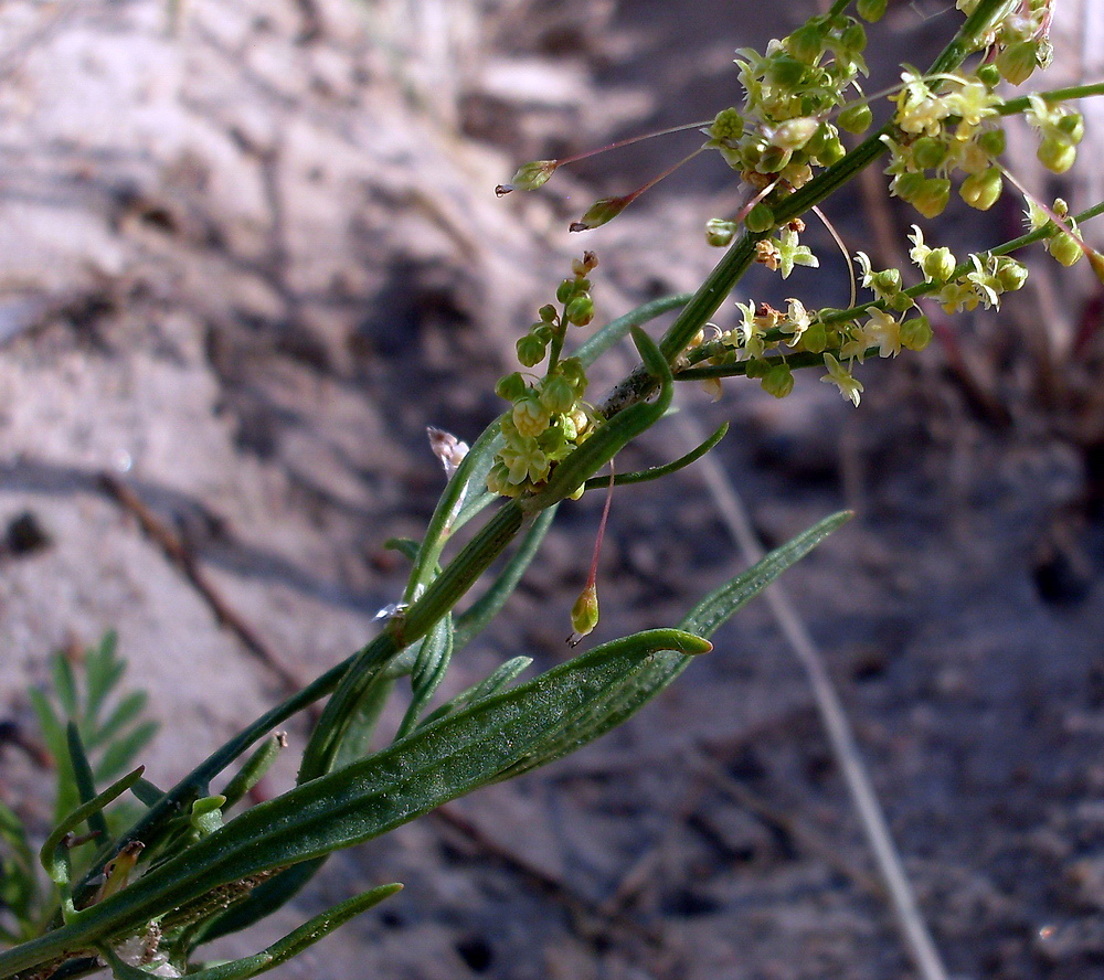 Изображение особи Rumex acetosella.