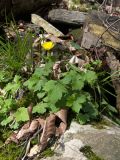 Ranunculus cappadocicus