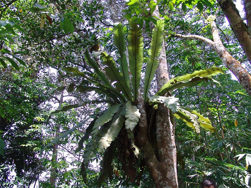 Изображение особи Asplenium nidus.