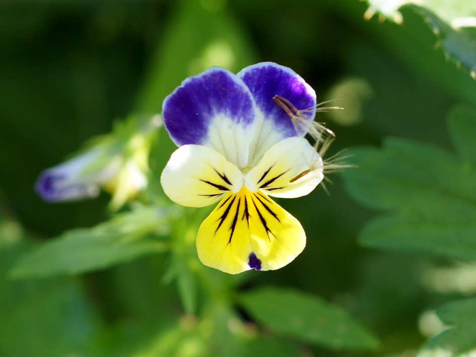 Изображение особи Viola tricolor.