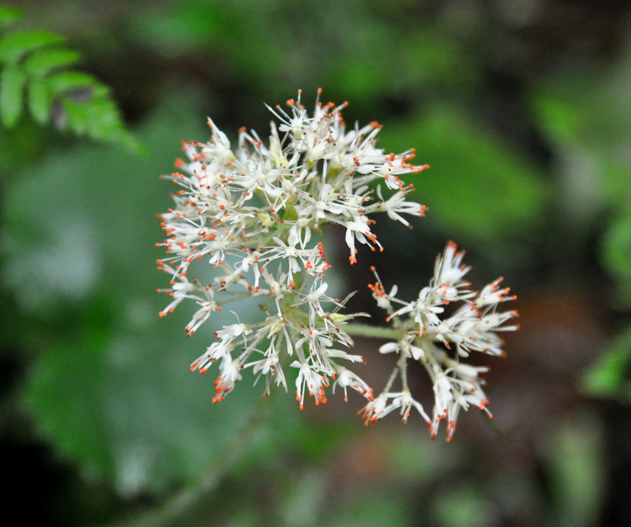 Изображение особи Micranthes manchuriensis.