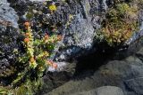 Rhodiola rosea. Плодоносящее растение. Юго-Восточный Алтай, Северо-Чуйский хребет, верховья долины Машей. Начало августа 2008 г.