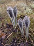 Pulsatilla patens. Зацветающее растение. Карельский перешеек, леса к СВ от пл. 67 км., оз. Щучье (Чёрное). 07.05.2005.