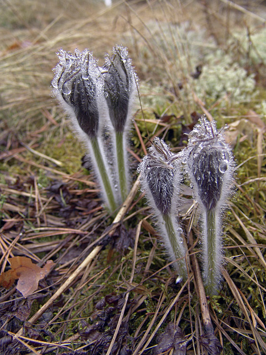 Изображение особи Pulsatilla patens.