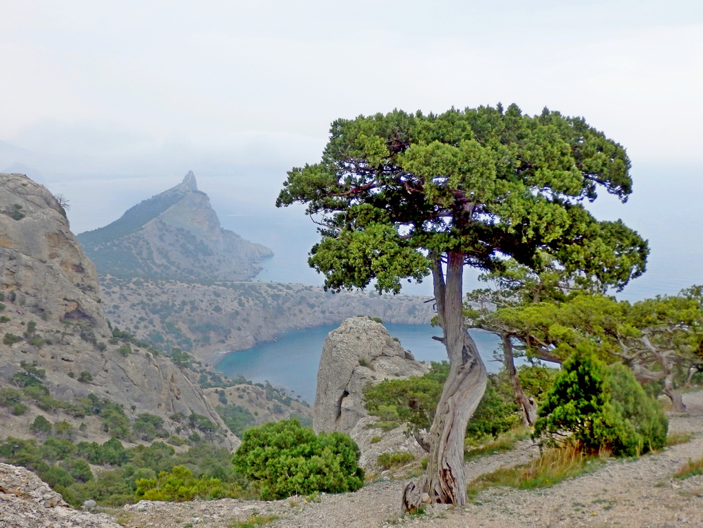 Image of Juniperus excelsa specimen.