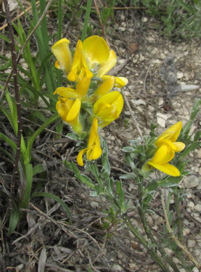 Image of genus Genista specimen.