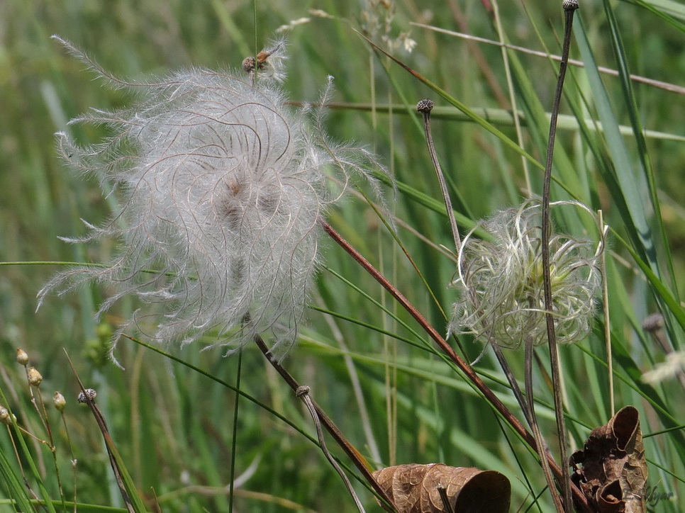 Image of Clematis integrifolia specimen.