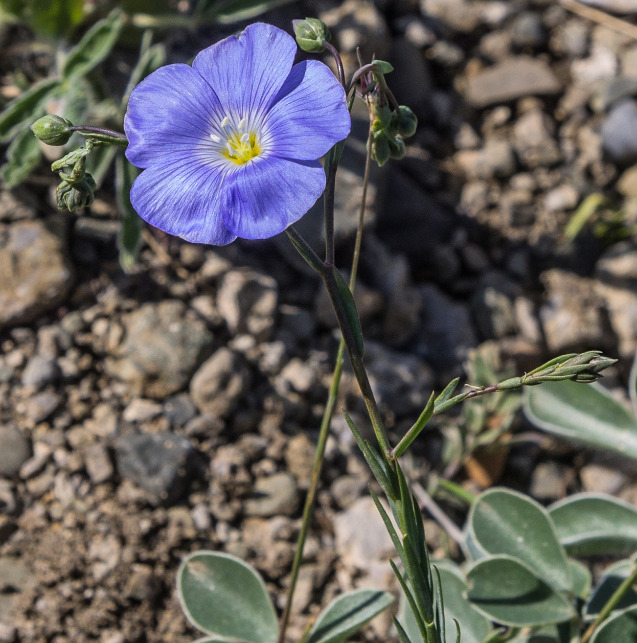 Изображение особи Linum squamulosum.