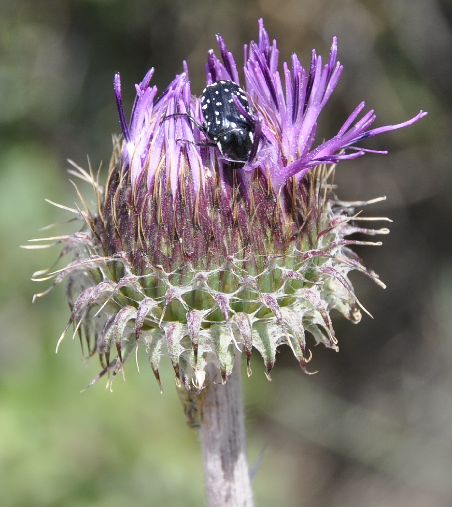 Image of Jurinea mollis specimen.