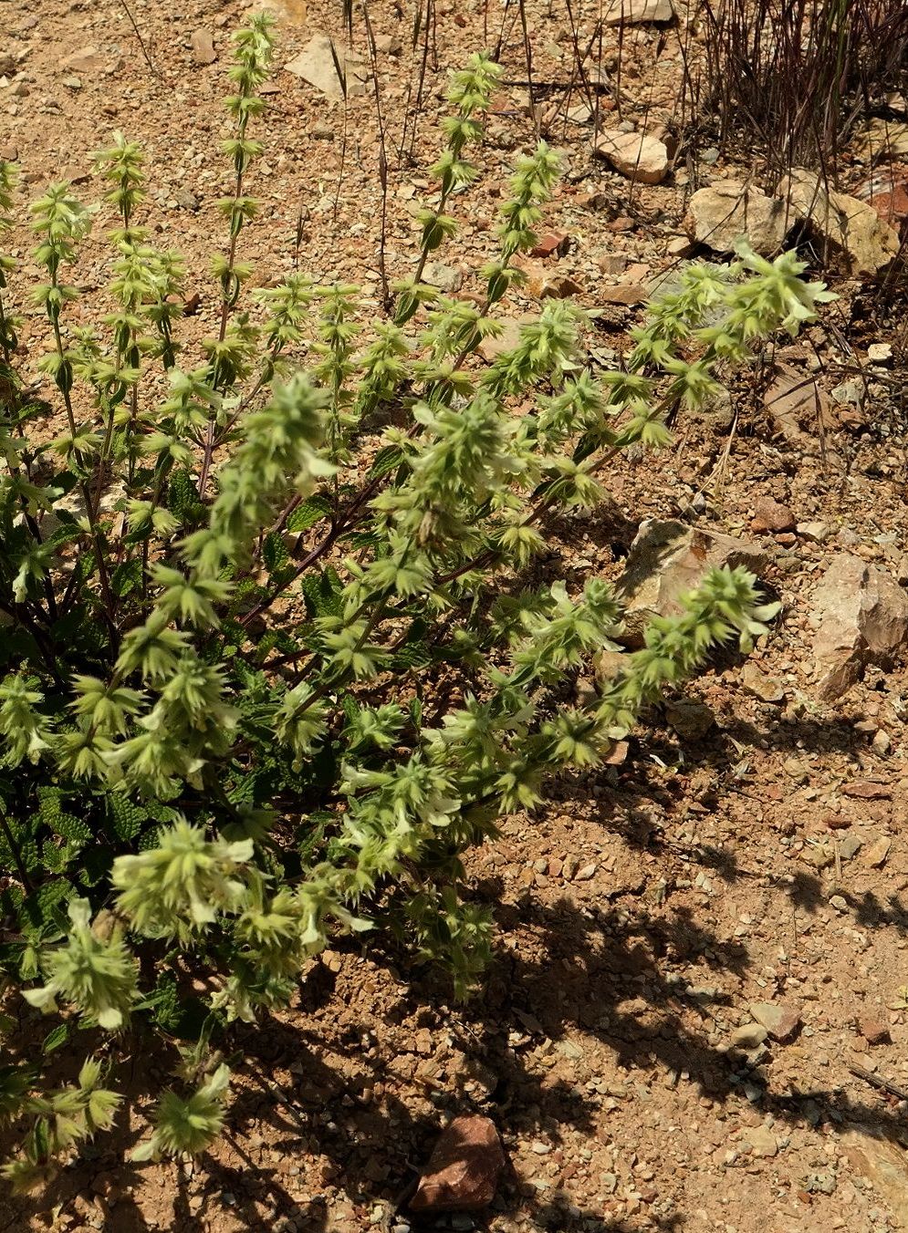 Image of Stachys pubescens specimen.