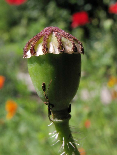 Изображение особи Papaver rhoeas.