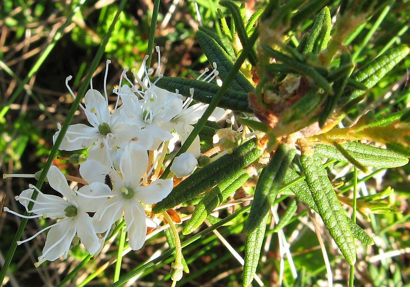 Image of Ledum palustre specimen.