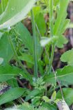 Knautia arvensis
