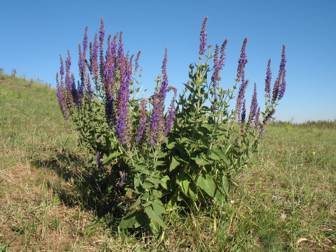 Изображение особи Salvia deserta.