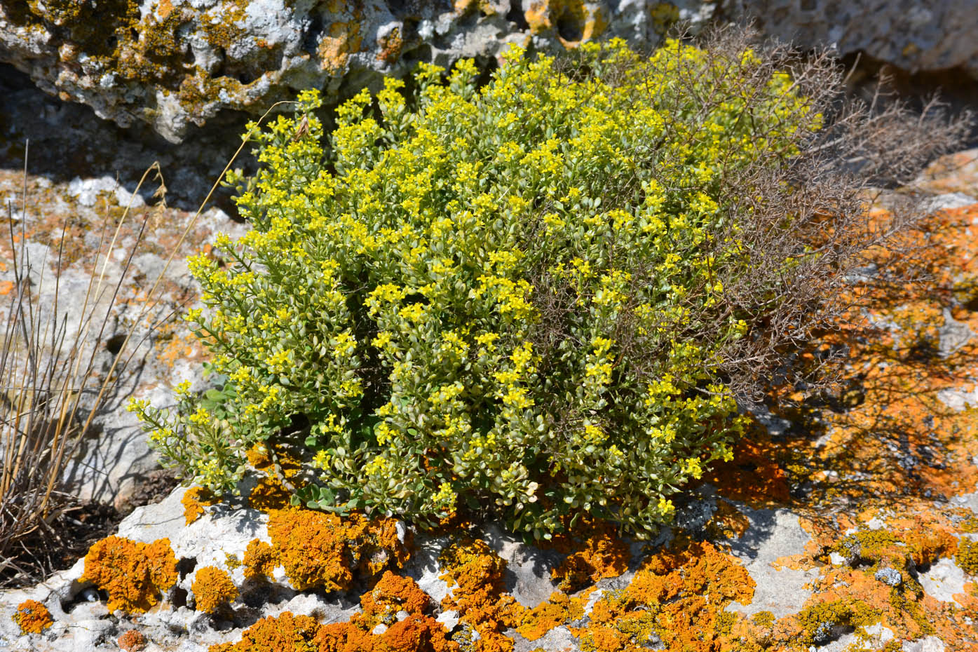 Изображение особи род Alyssum.