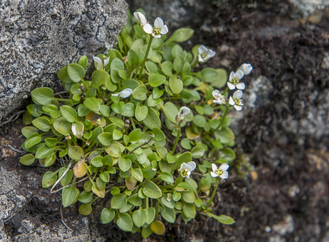 Изображение особи Cardamine bellidifolia.