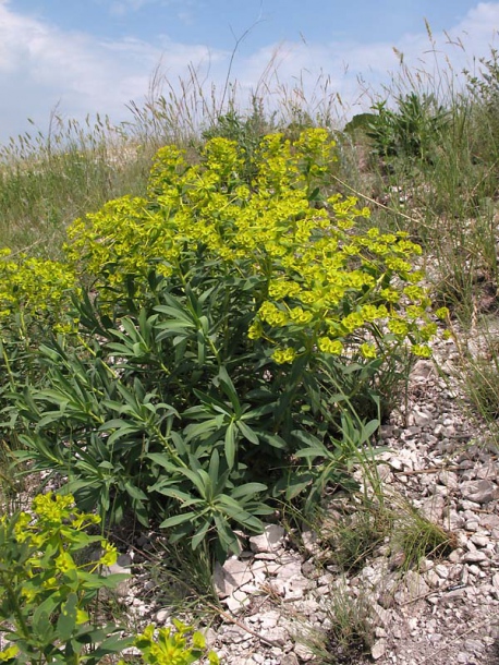 Изображение особи Euphorbia stepposa.