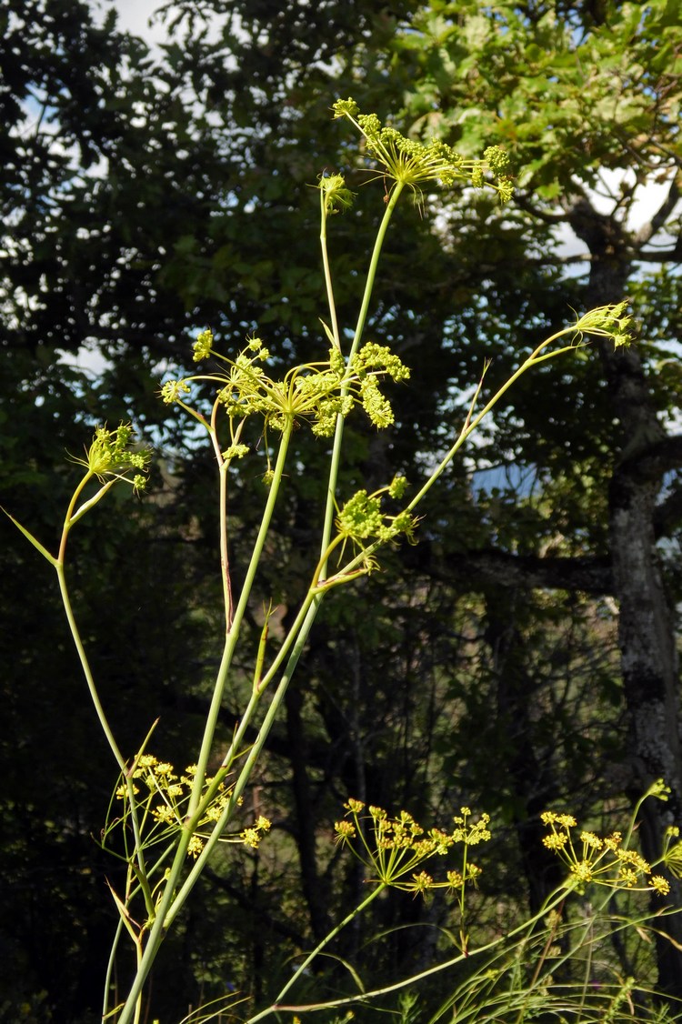 Изображение особи род Peucedanum.