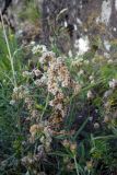 Cuscuta planiflora. Цветущее растение, паразитирующее на Vicia. Республика Адыгея, Майкопский р-н, ок. 3 км к северу от пос. Гузерипль, восточный склон горы Казачья, выс. ок. 1200 м н.у.м., луг. 24.07.2016.