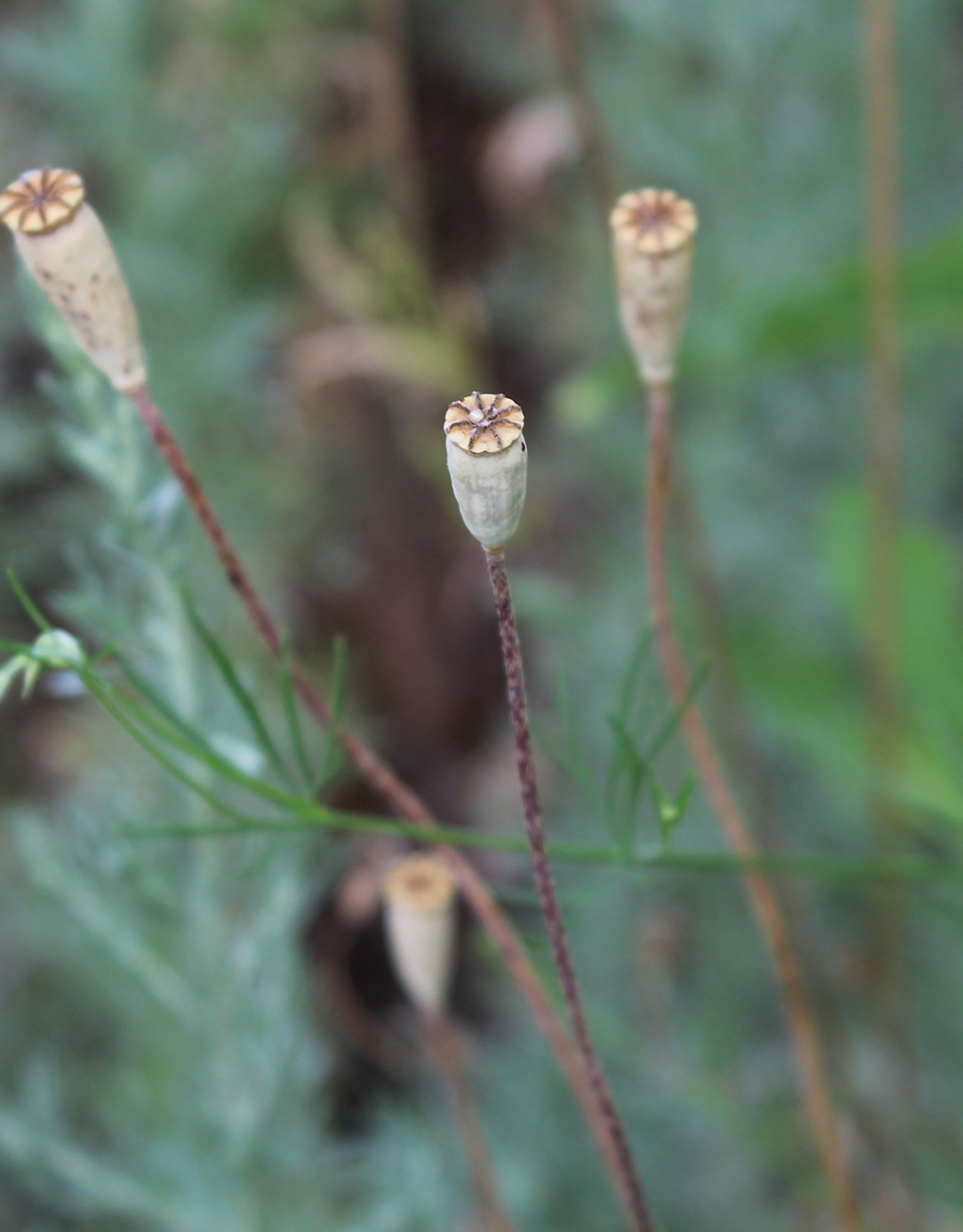 Image of Papaver dubium specimen.