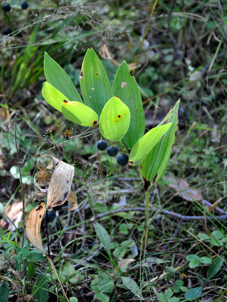 Image of Polygonatum odoratum specimen.