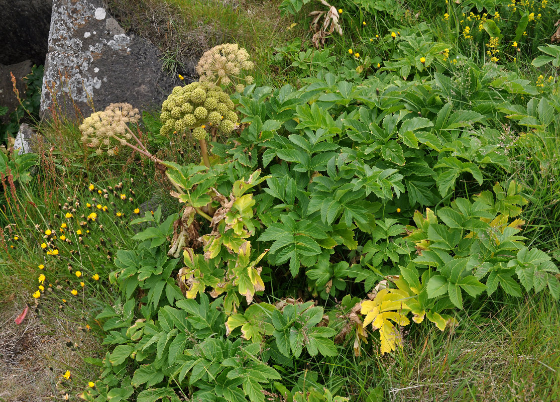 Изображение особи Archangelica officinalis.