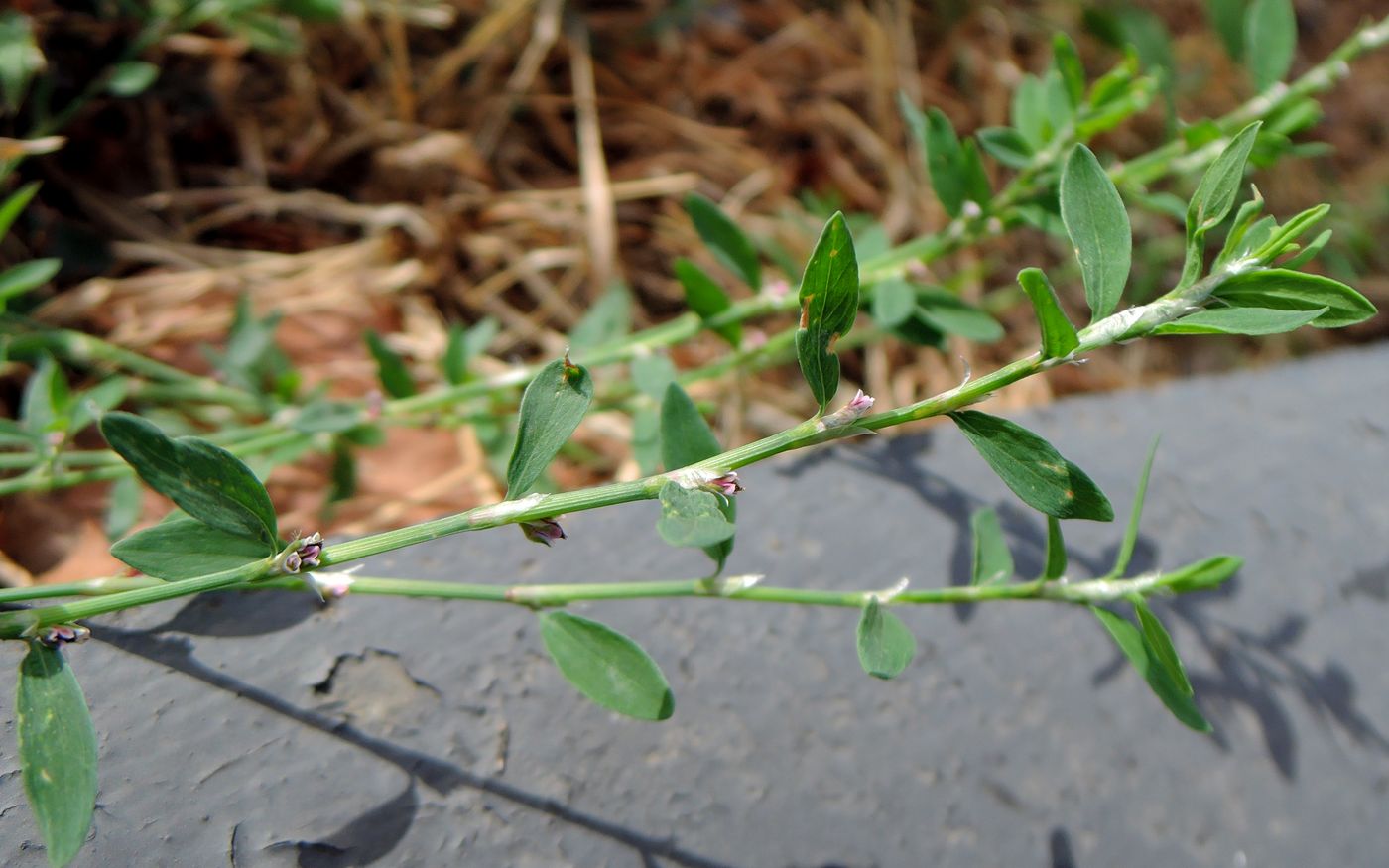 Изображение особи Polygonum aviculare.