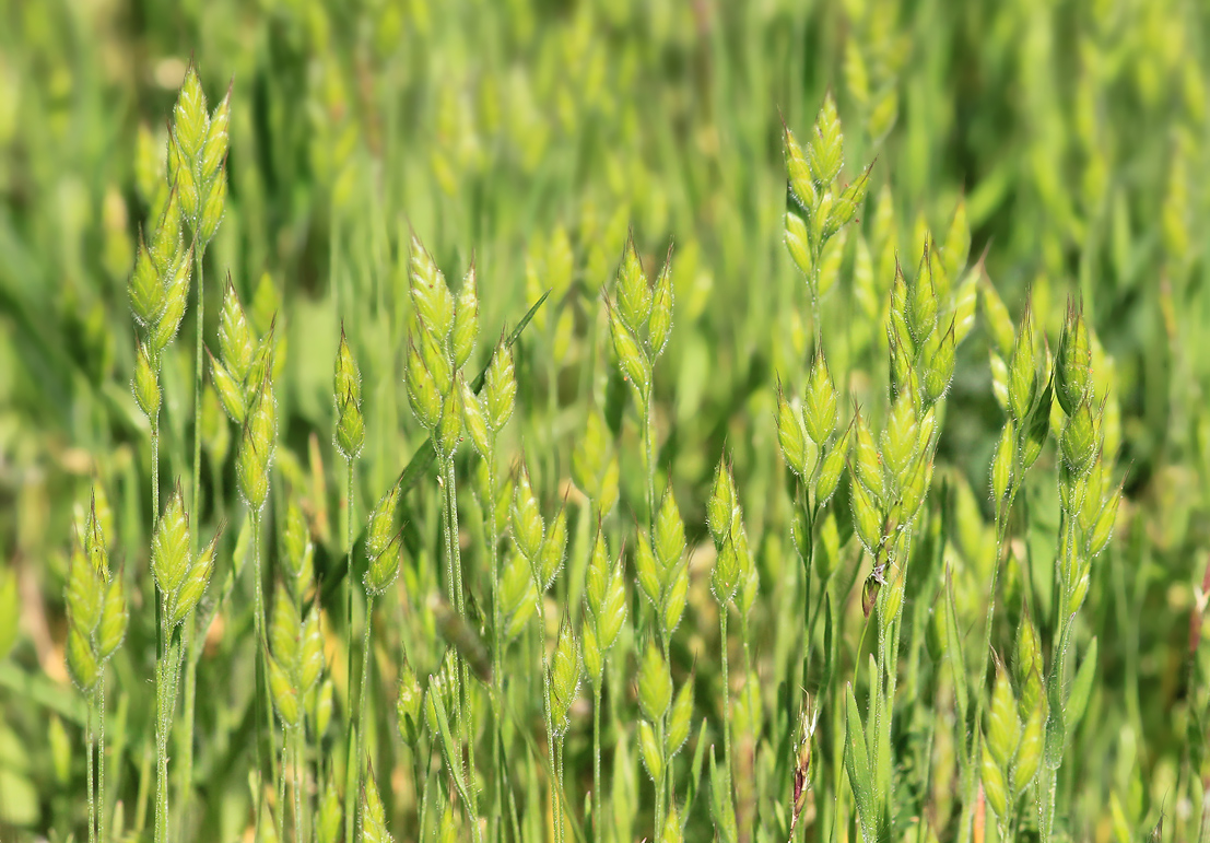 Изображение особи Bromus hordeaceus.