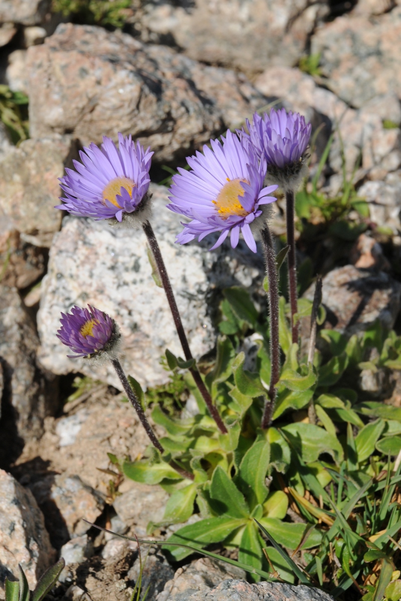 Изображение особи Erigeron heterochaeta.