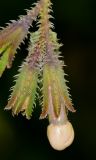 Anchusa strigosa