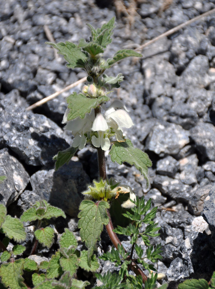 Image of Lamium tomentosum specimen.