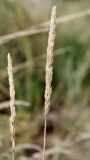 Koeleria macrantha