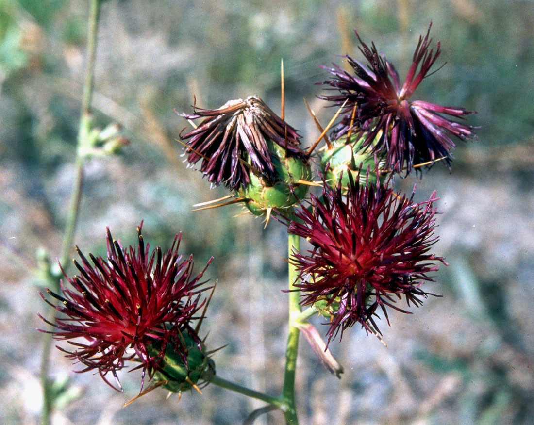 Image of Centaurea rubriflora specimen.