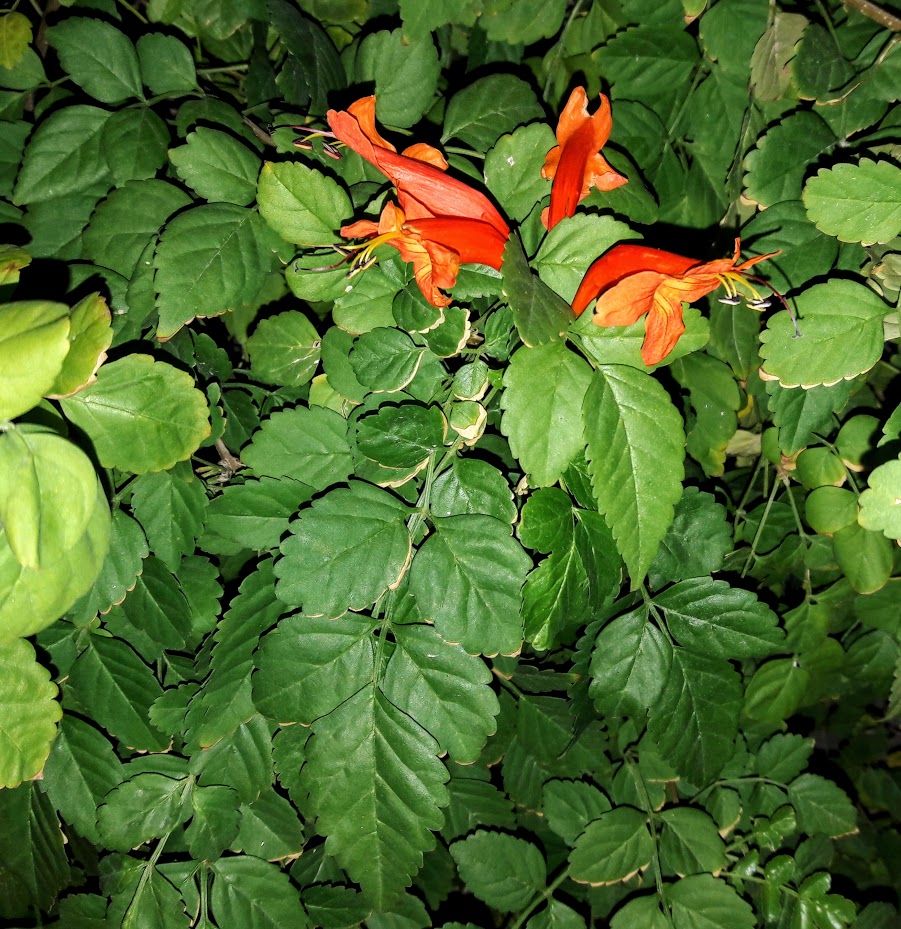 Image of Tecomaria capensis specimen.