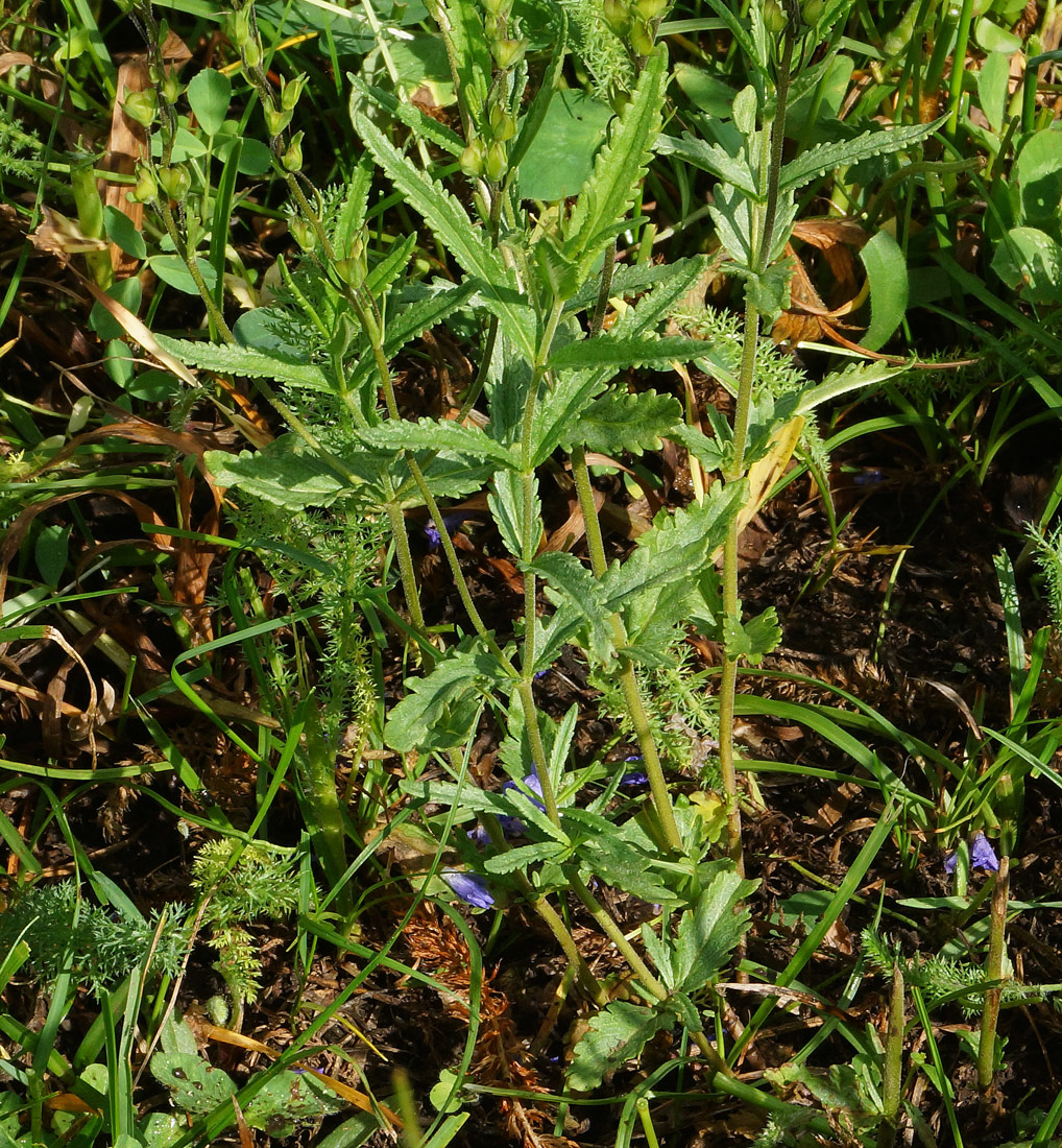 Image of Veronica krylovii specimen.