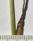 Bromopsis variegata