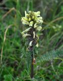 Pedicularis sibthorpii. Верхушка побега с соцветием. Крым, гора Чатырдаг (нижнее плато), луговая степь. 05.06.2016.