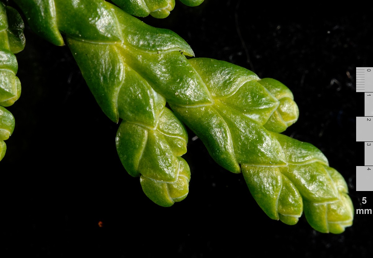 Image of Thuja koraiensis specimen.