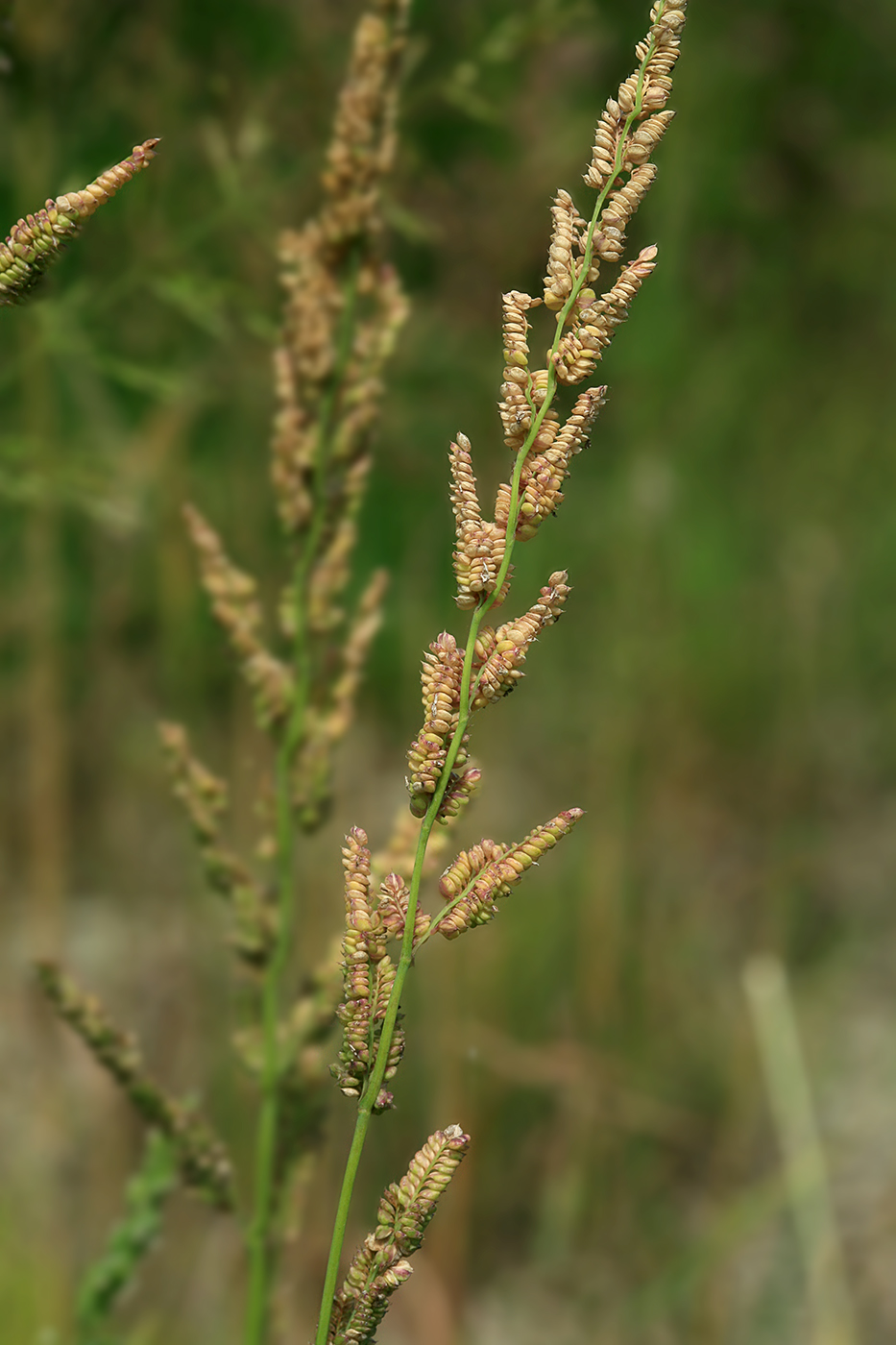 Image of Beckmannia syzigachne specimen.