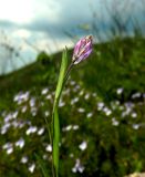 Polygala major