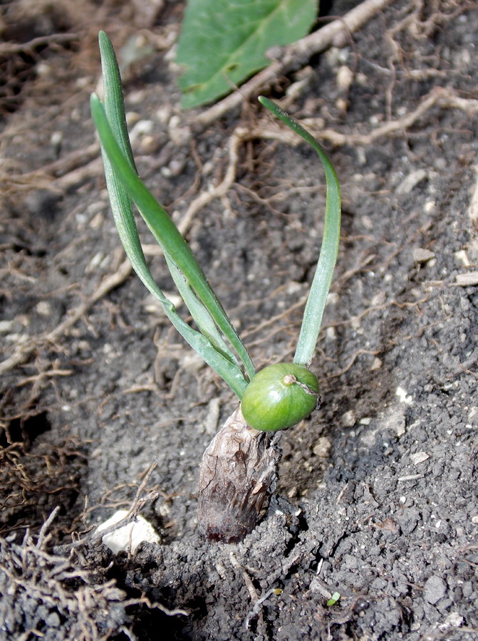 Image of Sternbergia colchiciflora specimen.