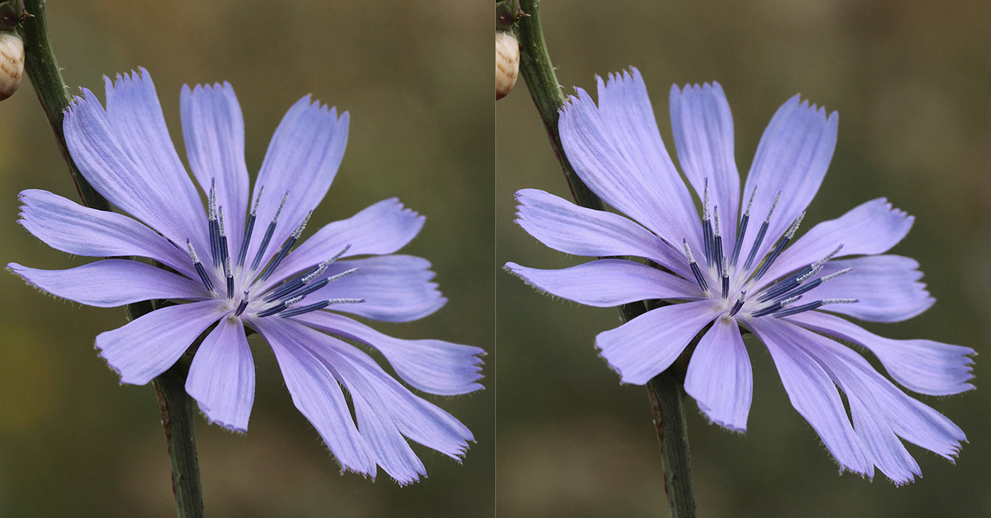 Image of Cichorium intybus specimen.