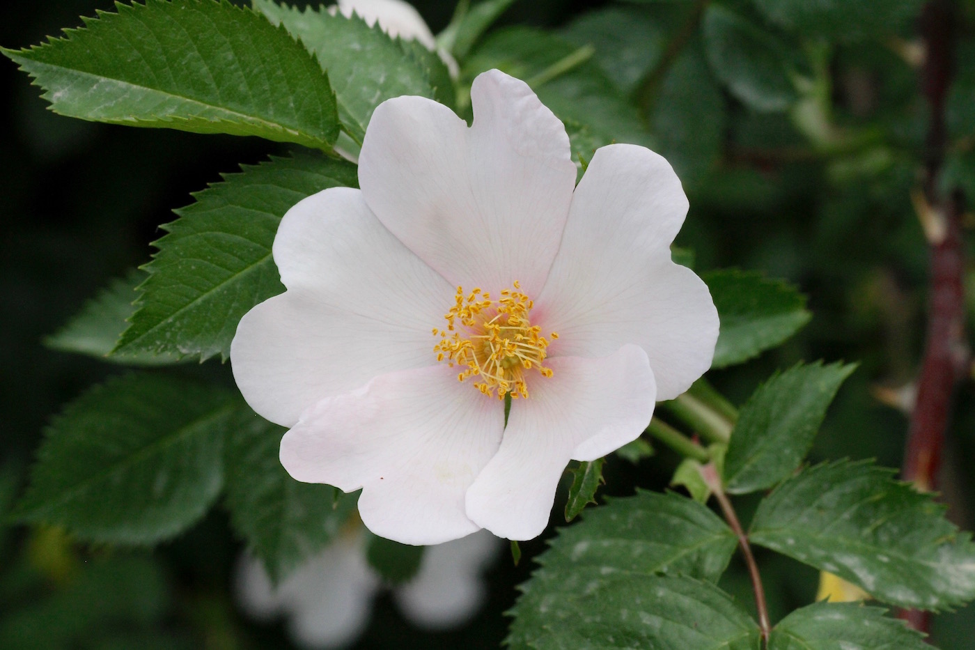 Image of Rosa canina specimen.