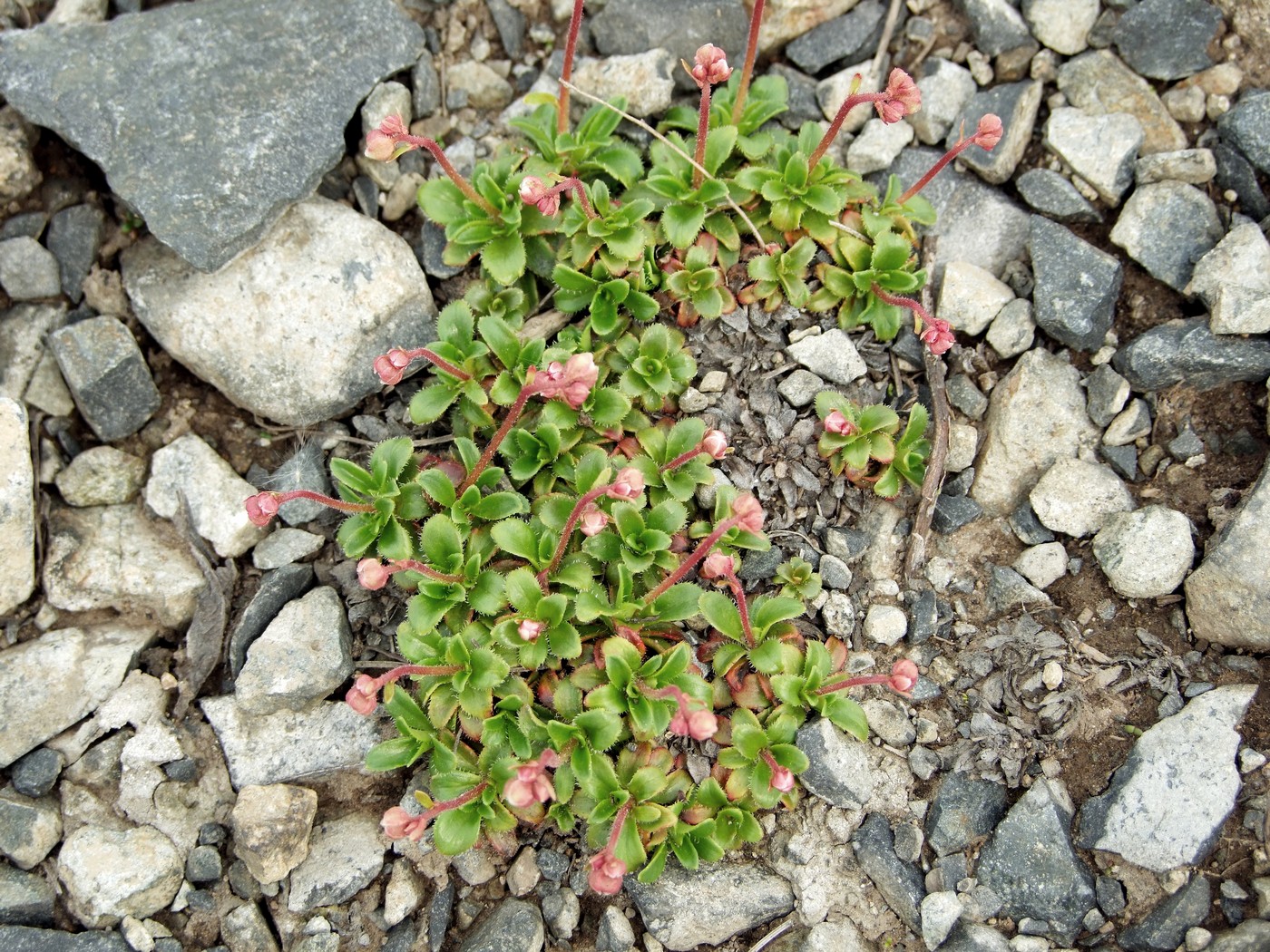 Image of Micranthes merkii specimen.