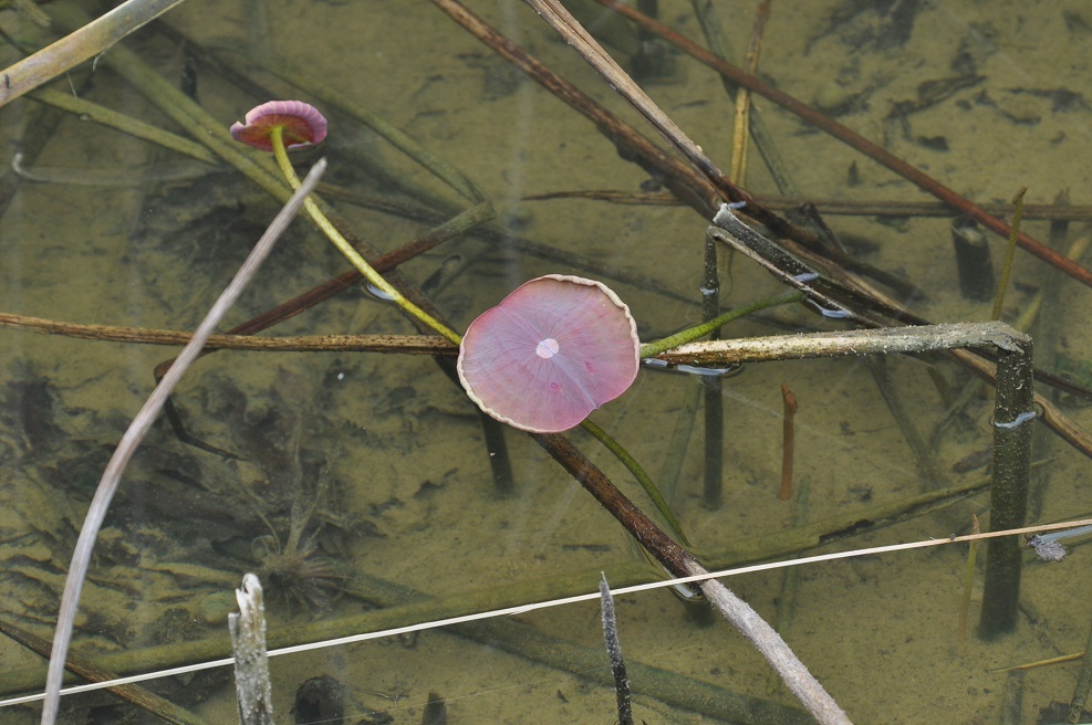 Image of Nelumbo nucifera specimen.